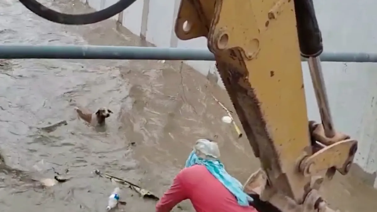 Bouwploeg in Ecuador legt werk even neer om viervoeter te redden