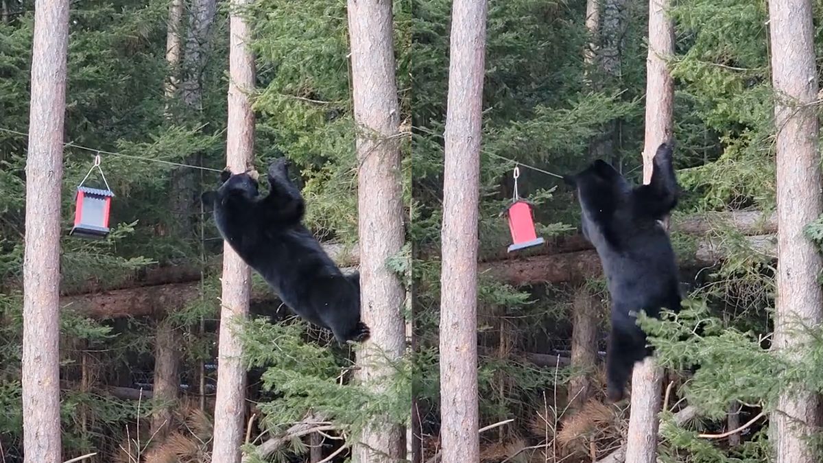 Acrobatische beer heeft trek in vogelzaad