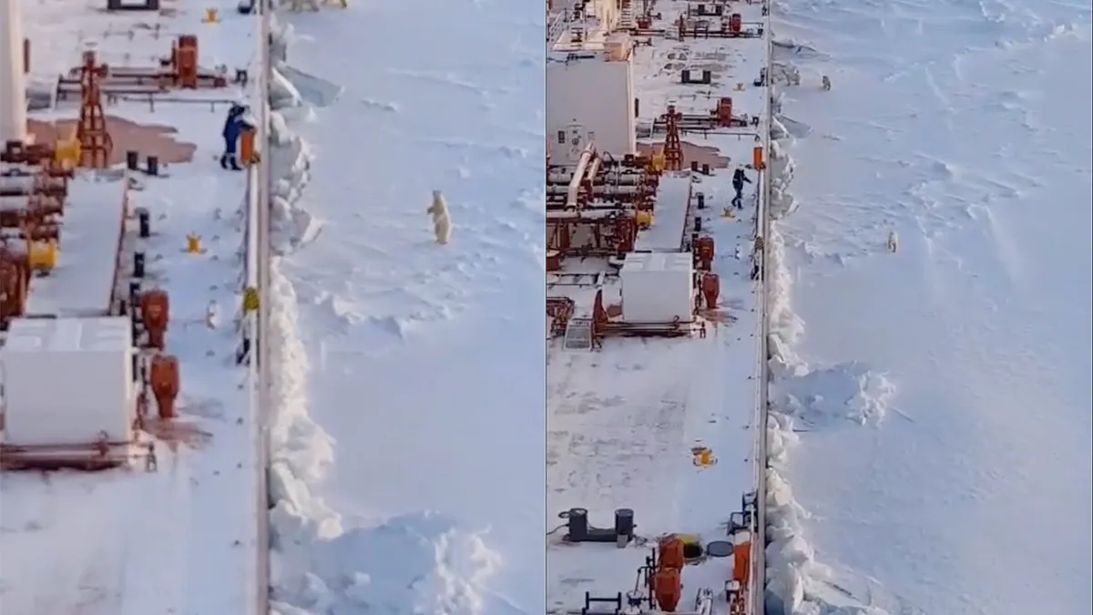 IJsberen komen even heel dicht bij een boot kijken