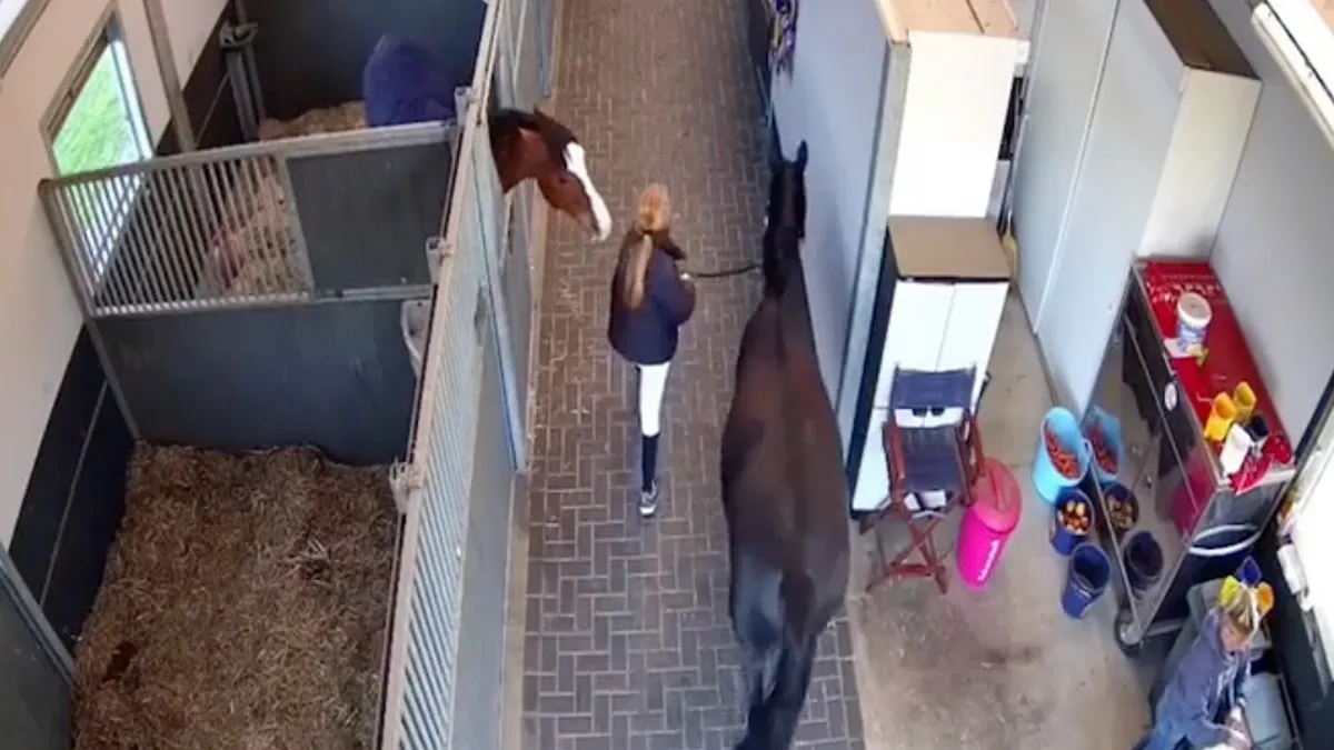 Nee joh, paarden zijn heel lief, dit doet het paardje anders nooit