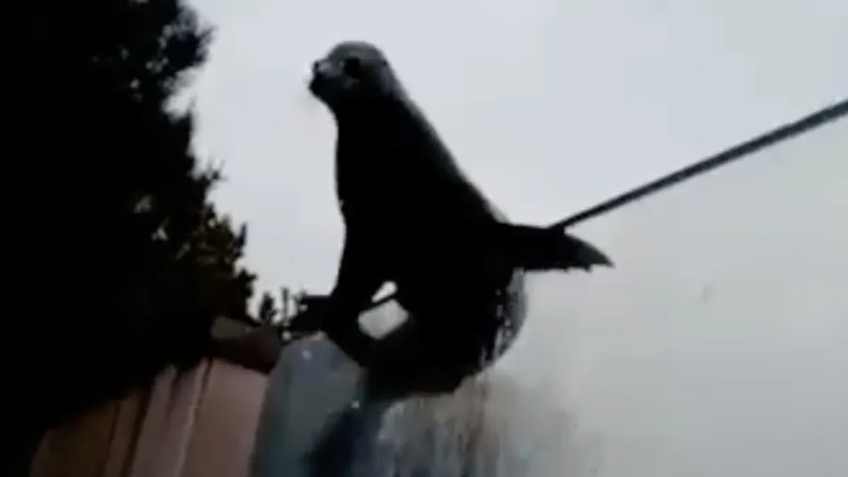 Zeeleeuw ontsnapt bijna uit metershoog verblijf in Diergaarde Blijdorp