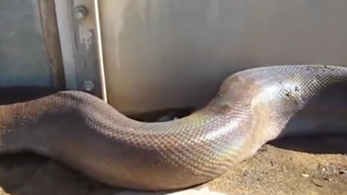 Video van een Anaconda die je het best even over kan slaan
