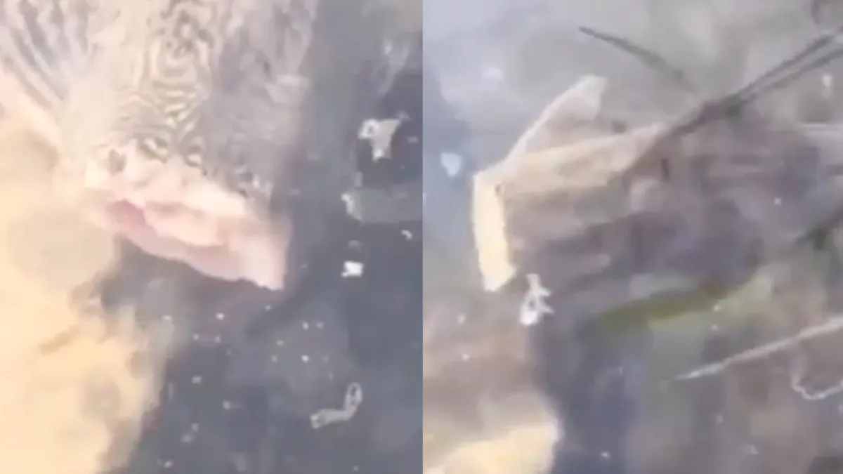 Vis zonder kop zwemt er vrolijk op los