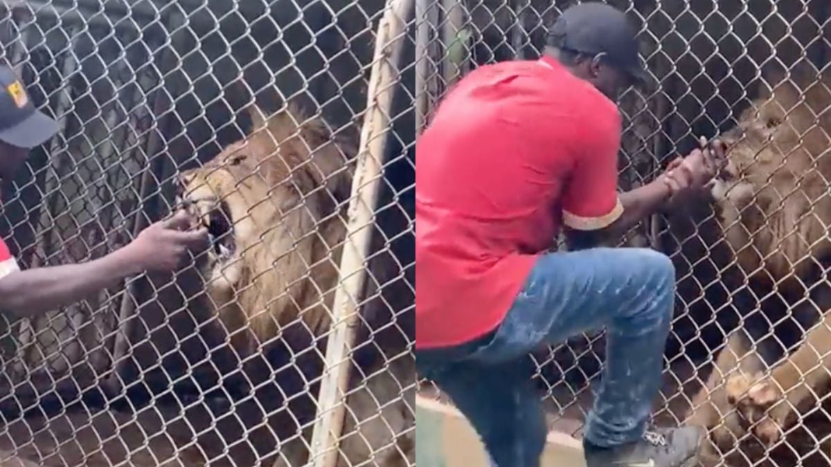 Medewerker van dierentuin moet het met een vinger minder doen na “show” met leeuw