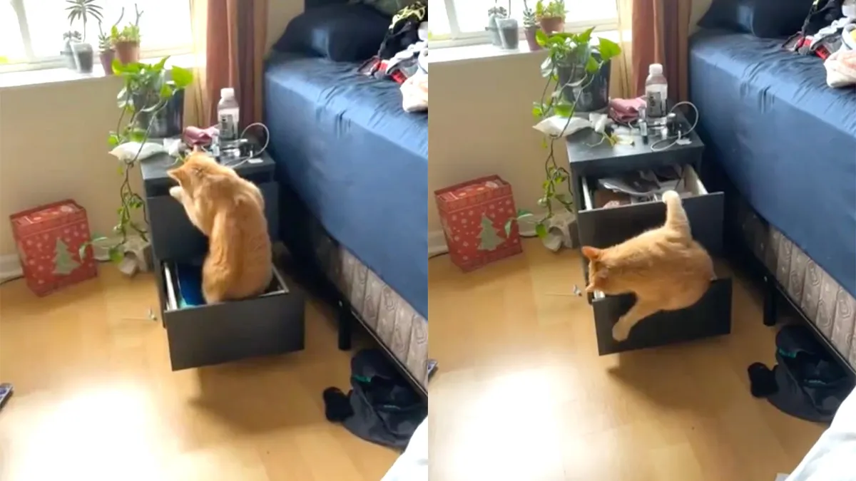 En daarom kijk je altijd goed voordat je een leuke kattenvideo met de wereld deelt