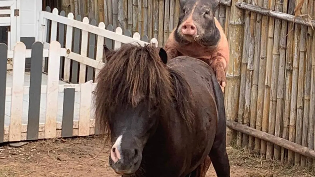 Gewoon een verzameling hilarische foto's #1594