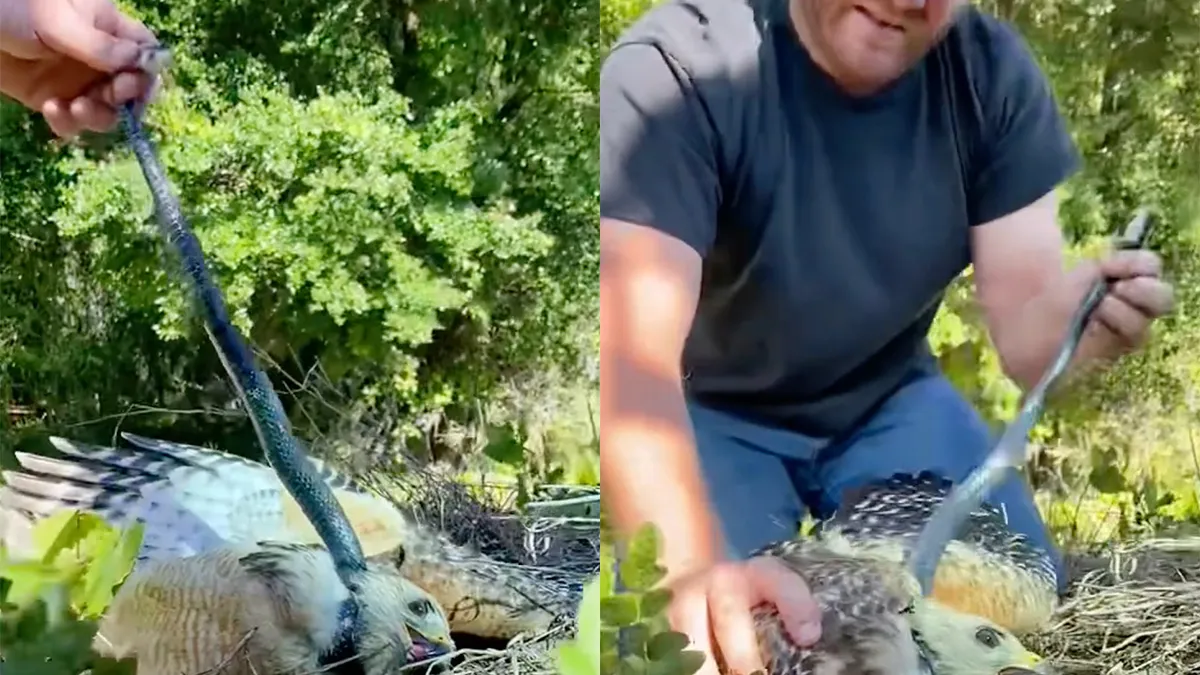 Havik dacht slang op het menu te hebben, maar slang was aan de winnende hand, totdat...