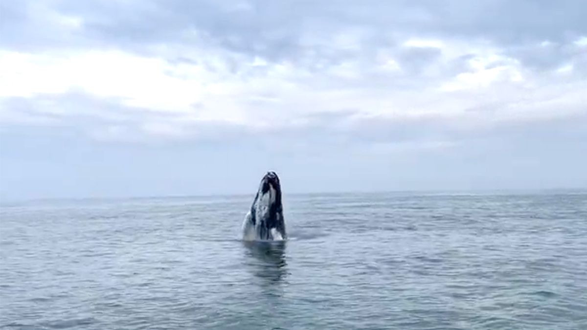 In het Nederlandse Zeeland kun je ook hele spectaculaire walvisbeelden maken