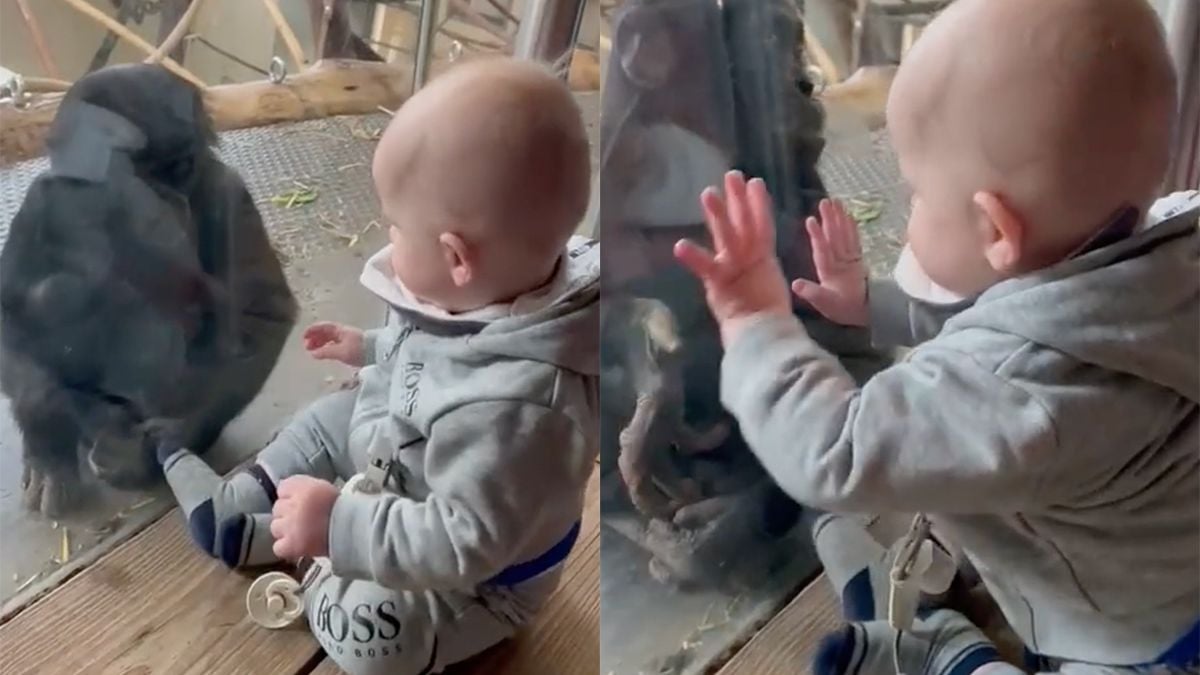 Je ah-what-cute moment van de dag: Kind en aapje maken kennis met elkaar