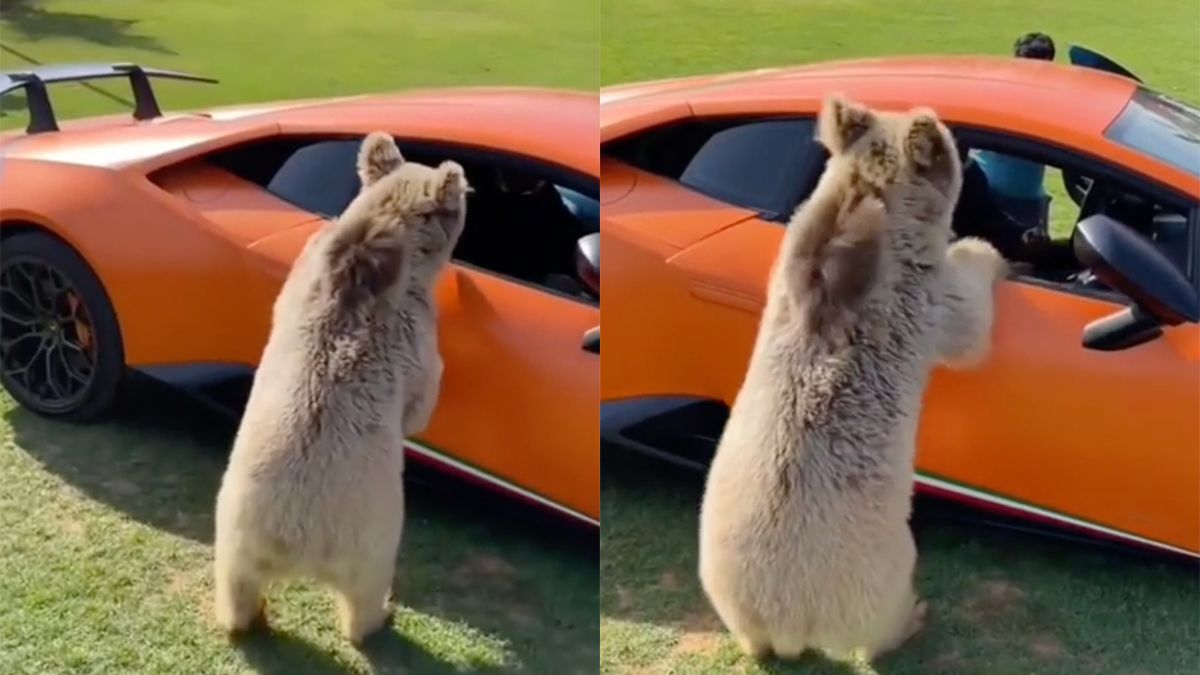 Leuk een beer als huisdier, maar niet bij je Lamborghini