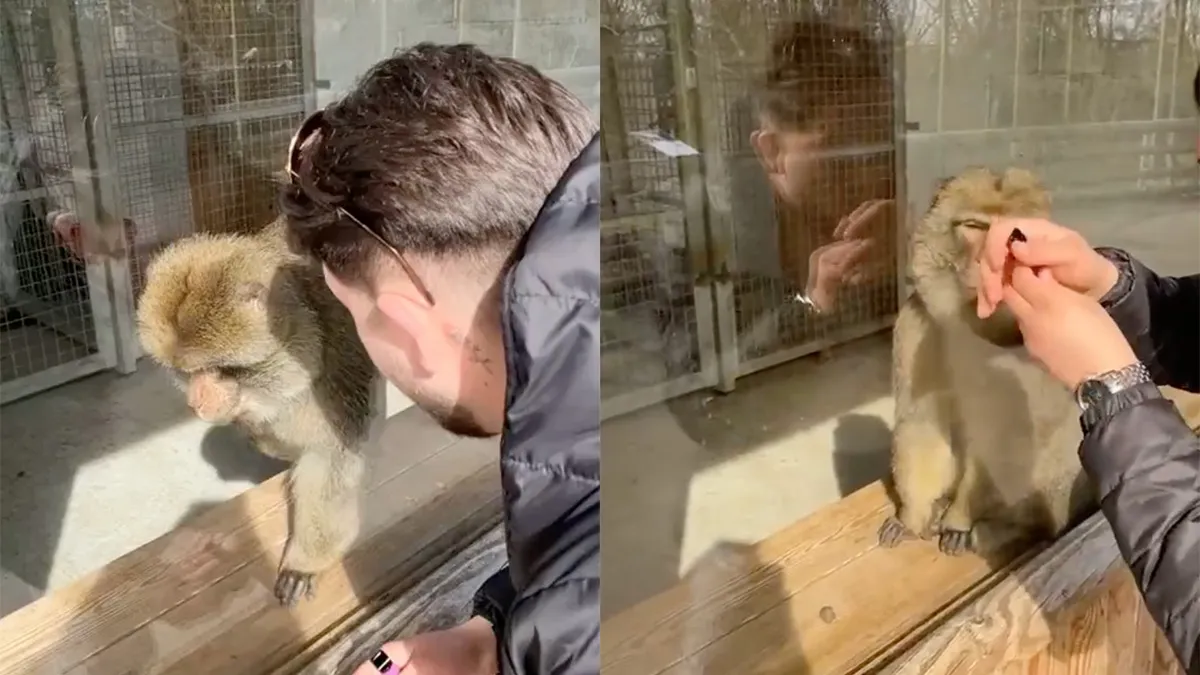 Reactie van aap is priceless op verdwijntruc van amateur-goochelaar