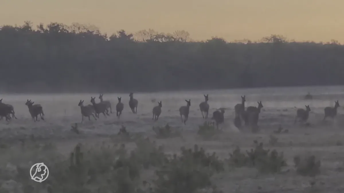 Roedel herten op de Veluwe krijgen ineens bezoek van twee wolven