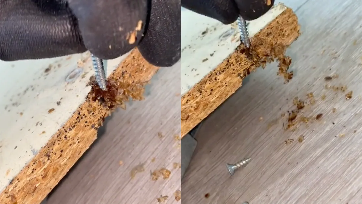 Vrouw werd gebeten in bed door beestjes, plank zit vol met bedwantsen