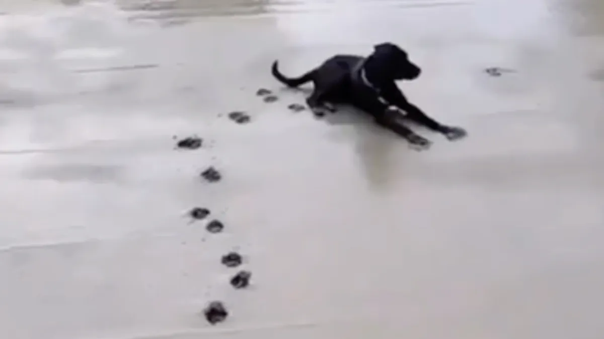 Hond laat in vers gestort beton even weten dat hij er ook nog is