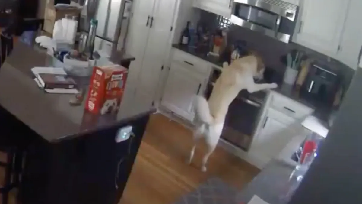 Hond zet per ongeluk fornuis aan en de keuken in de hens