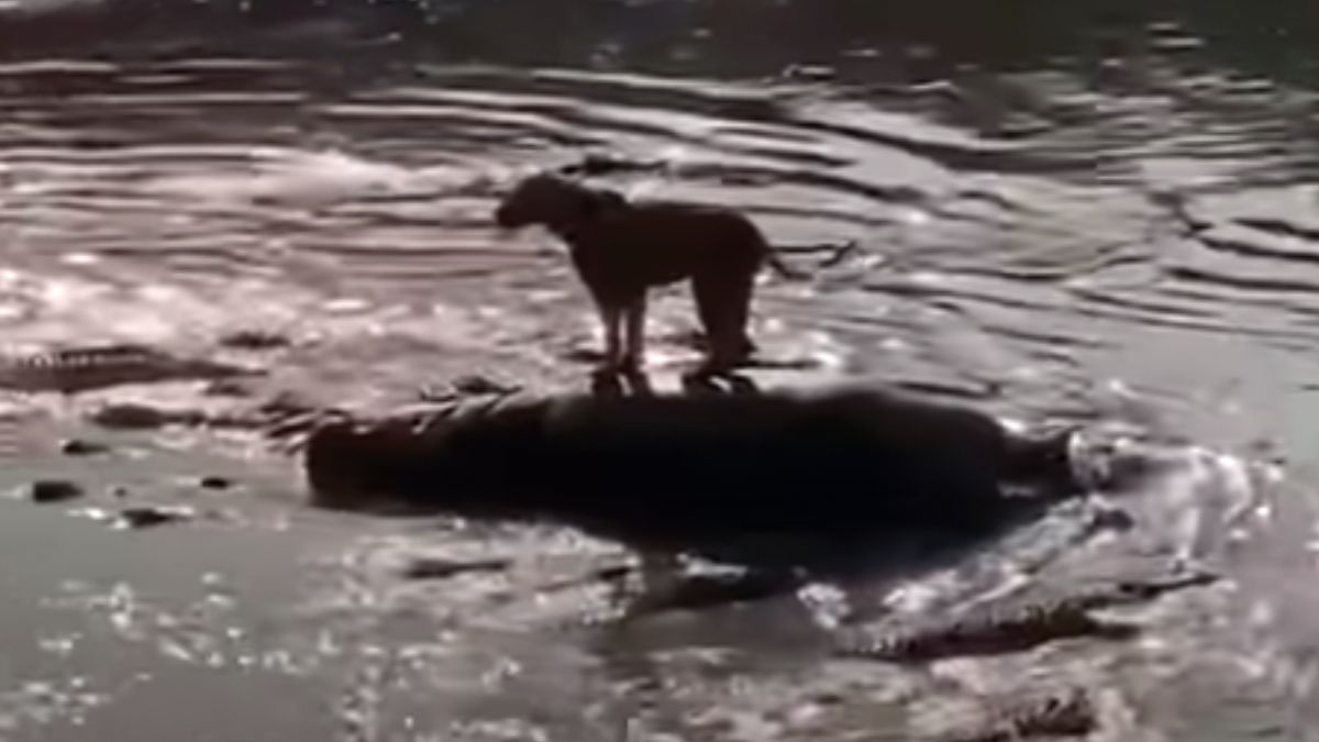 Leeuw op nijlpaard ontsnapt aan 40 krokodillen