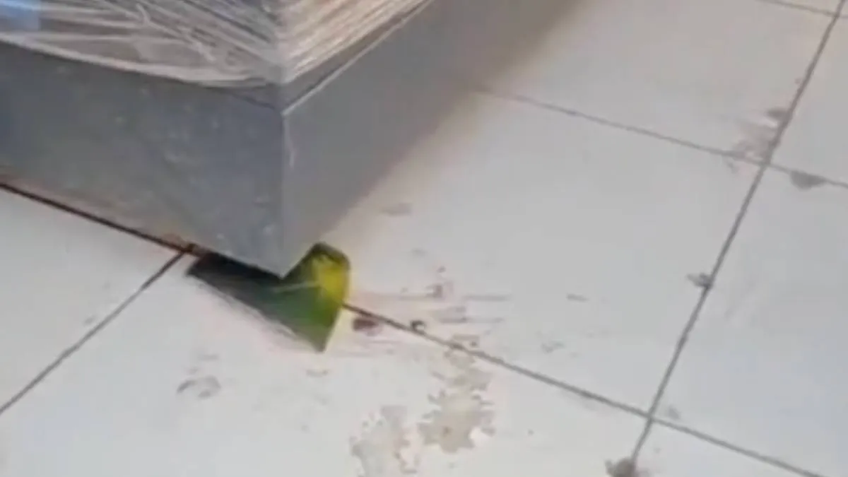 Slimmer werken dankzij schil van watermeloen