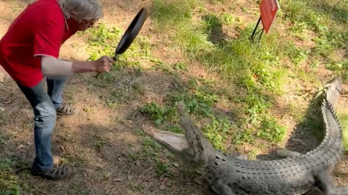Hoe je een zoutwaterkrokodil wegjaagt in de Northern Territory van Australië