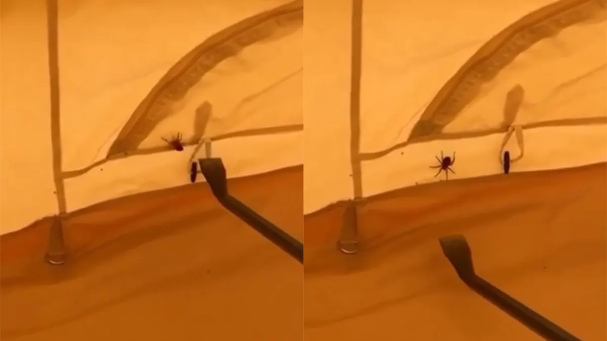 Daarom moet je nooit een spin proberen dood te slaan in je tent