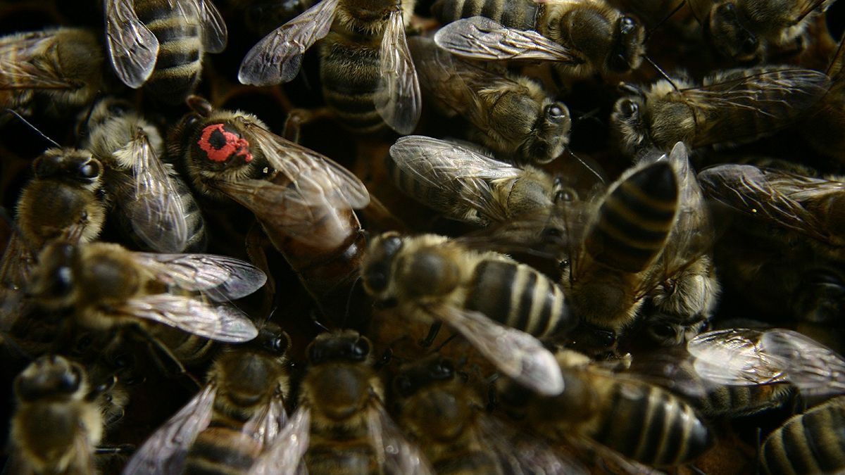 Eh, ik ga wel lopen: Duizenden bijen nestelen zich in fietstas in Haarlem