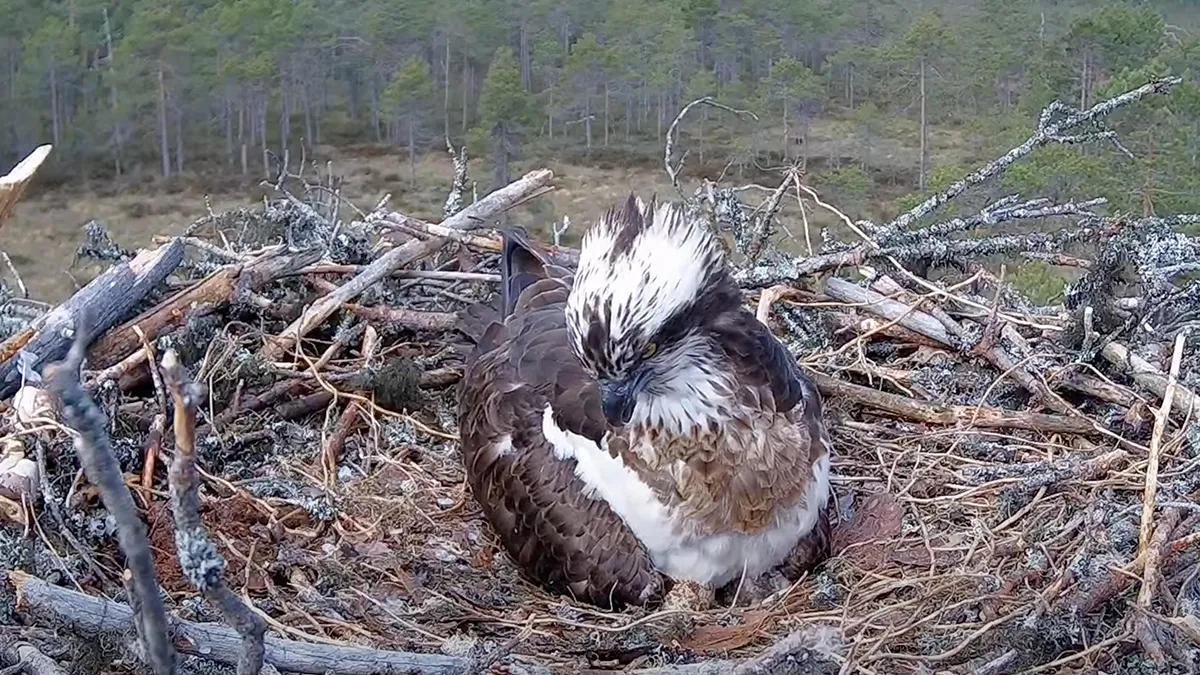 Livestream van broedende visarend in Finland