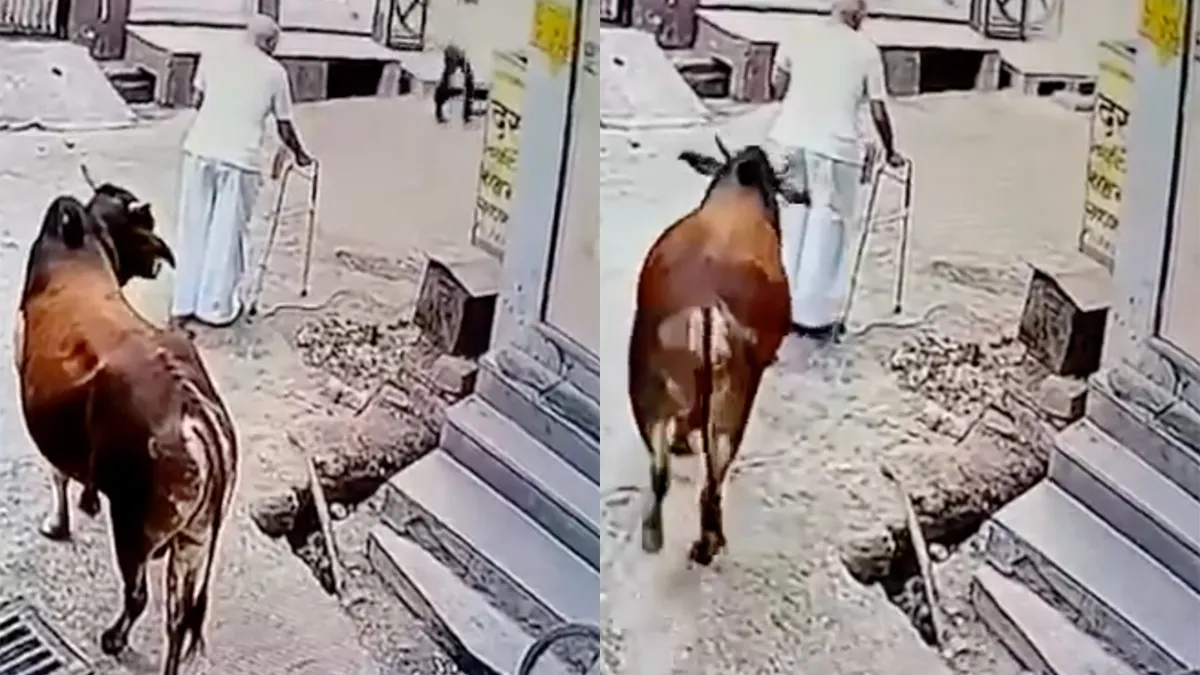 Loop je al moeilijk, neemt heilige koe je ook nog eens te grazen