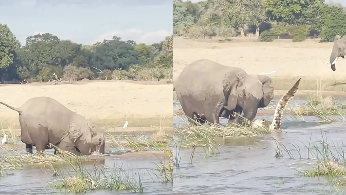 Mama Olifant doodt een krokodil om haar kalf te beschermen tegen gevaar