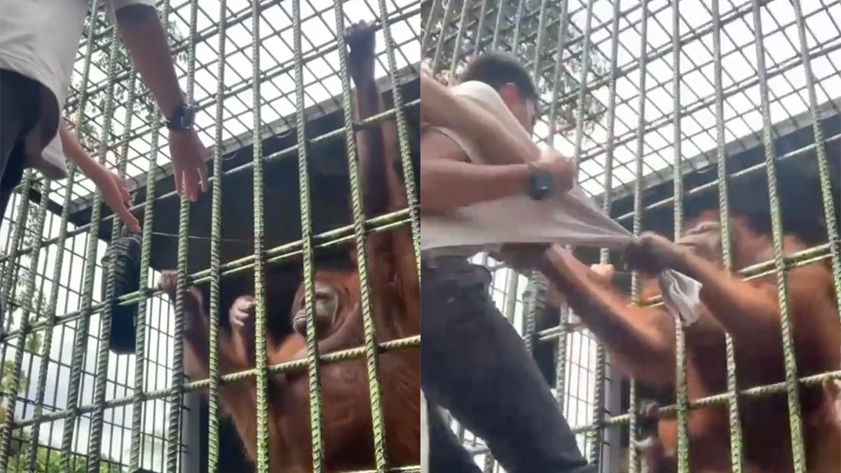 Man komt te dicht bij Orang-oetan in dierentuin en de aap grijpt de man