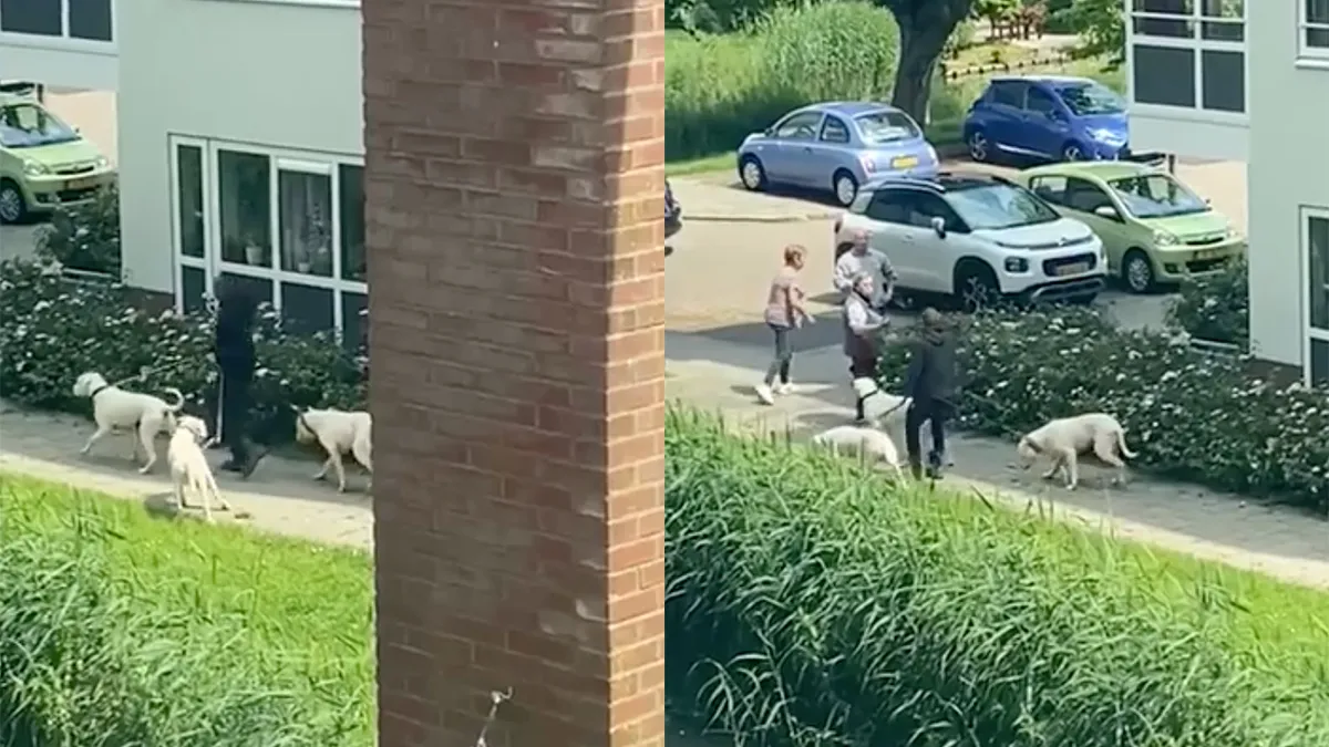 Ondertussen in Papendrecht: Hond bijt kat dood en baasje loopt lachend door