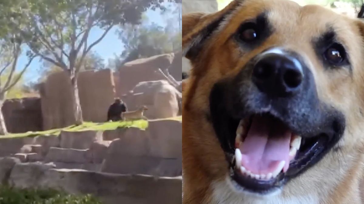 Paniek in San Diego Zoo Safari Park, want ineens liep er een hond in gorillaverblijf