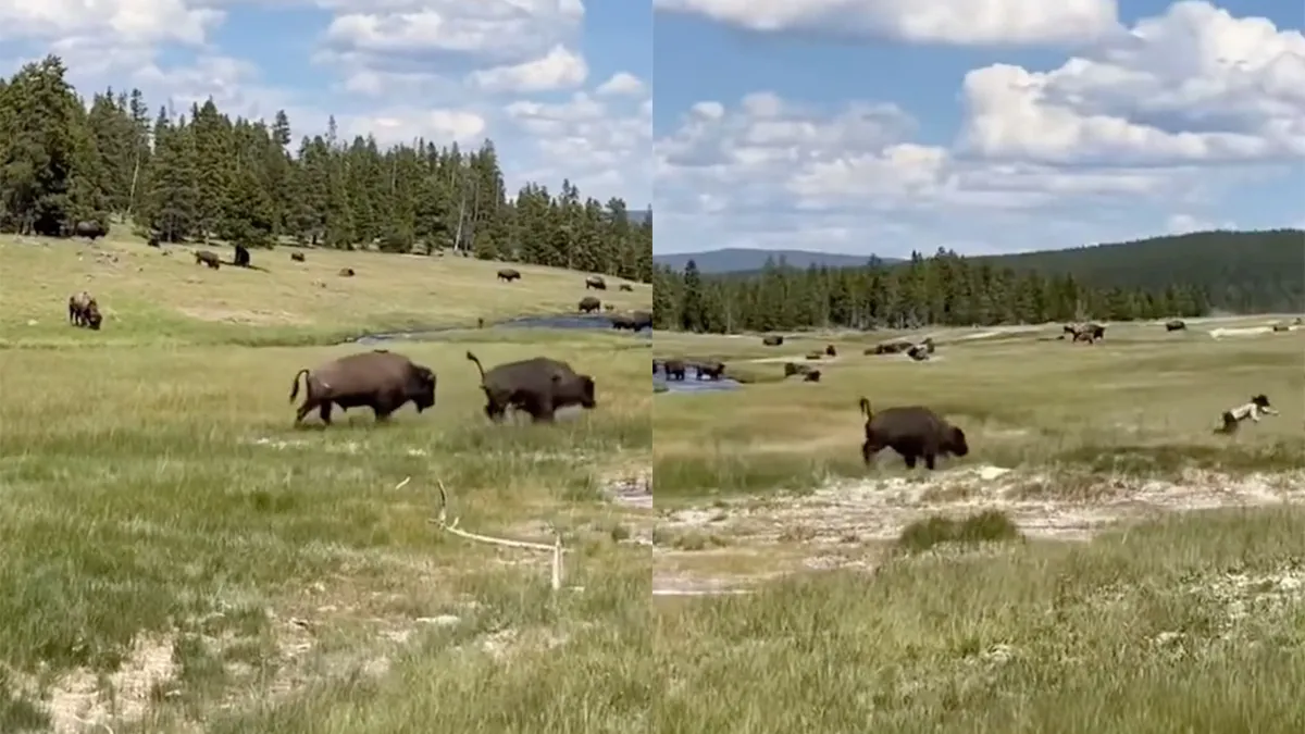 Vrouw achterna gezeten door een bizon