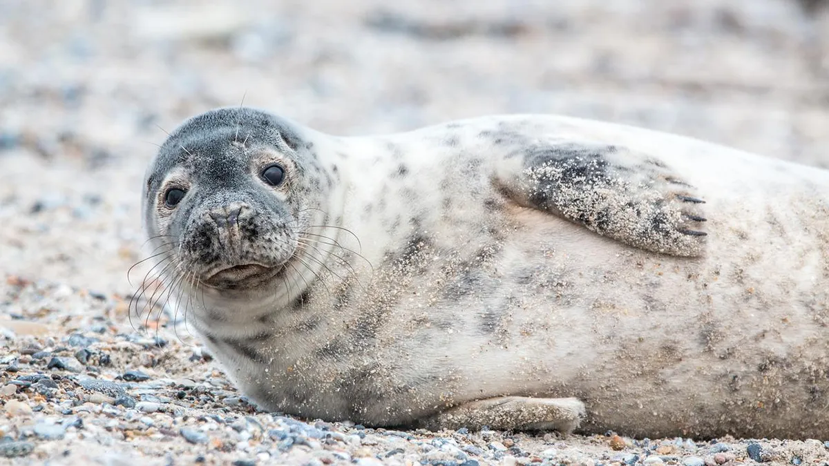 Vrouw die zeehond fotografeert op strand Bloemendaal overreden door dierenambulance