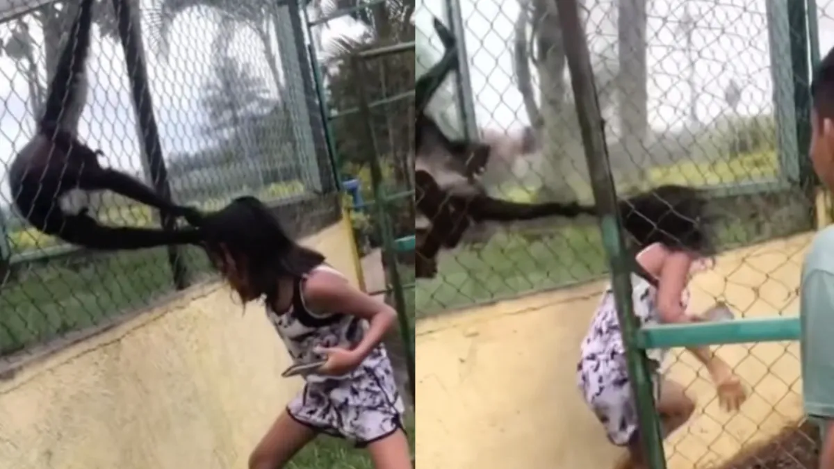 Apen pakken haar van griet die op hun verblijf staat voor aandacht