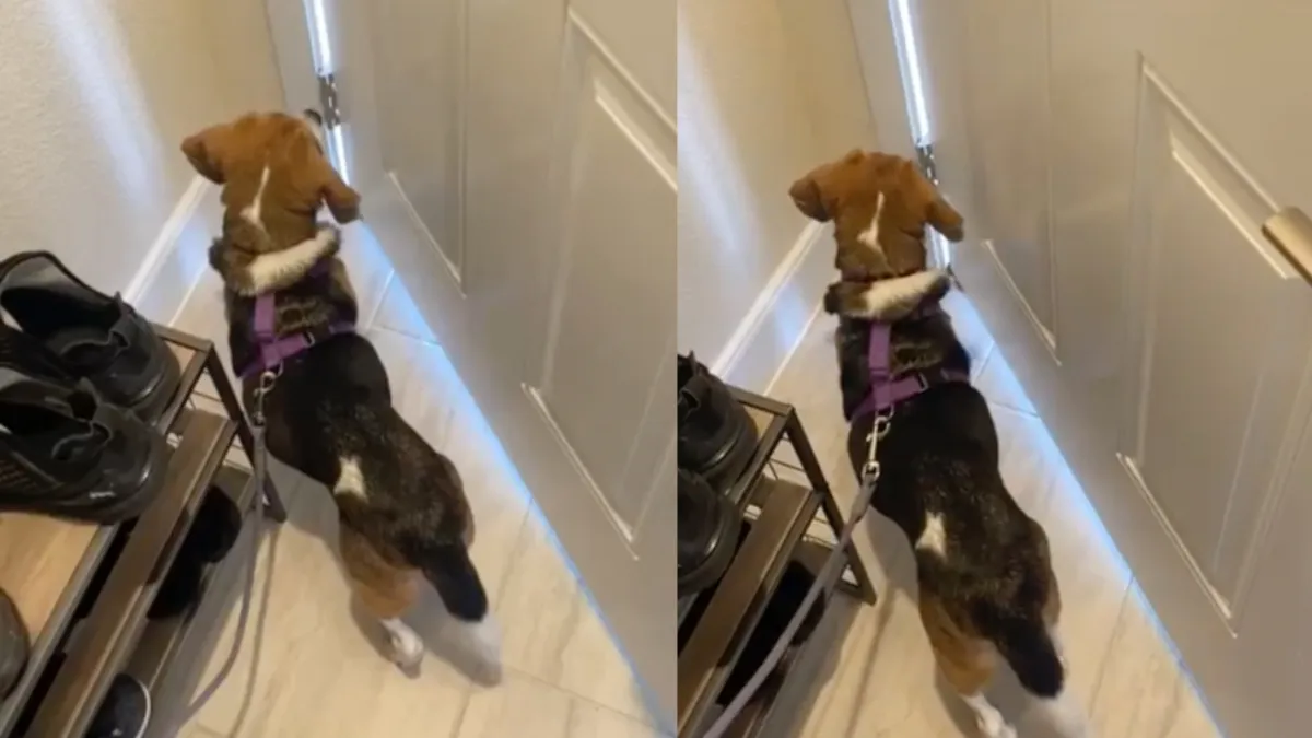 Wachtende beagle bij open deur toont zich het snuggere ras