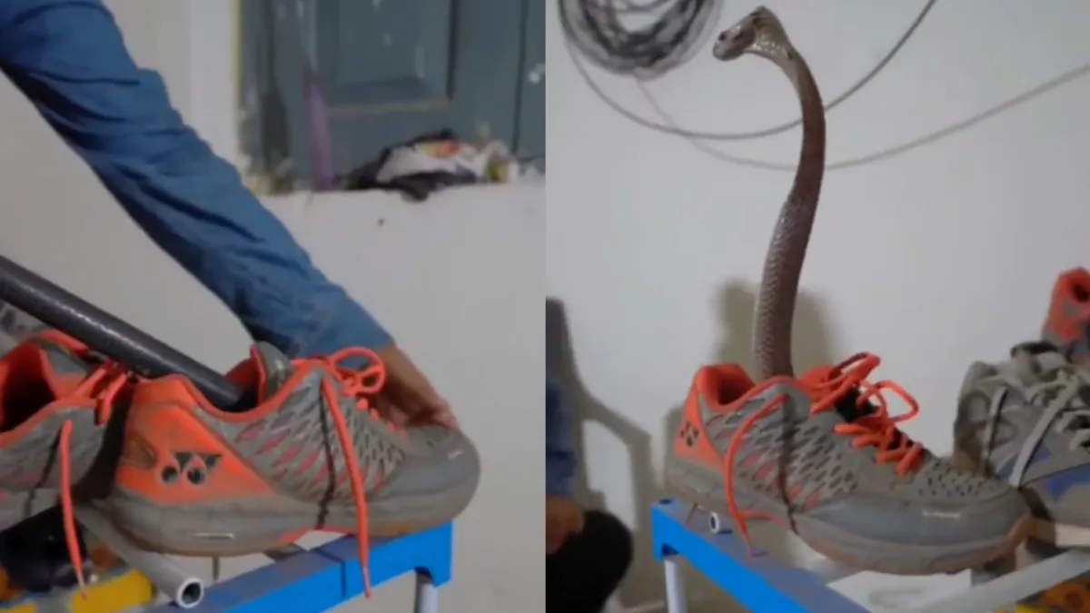 Dame weet pissige cobra netjes uit schoen te vissen