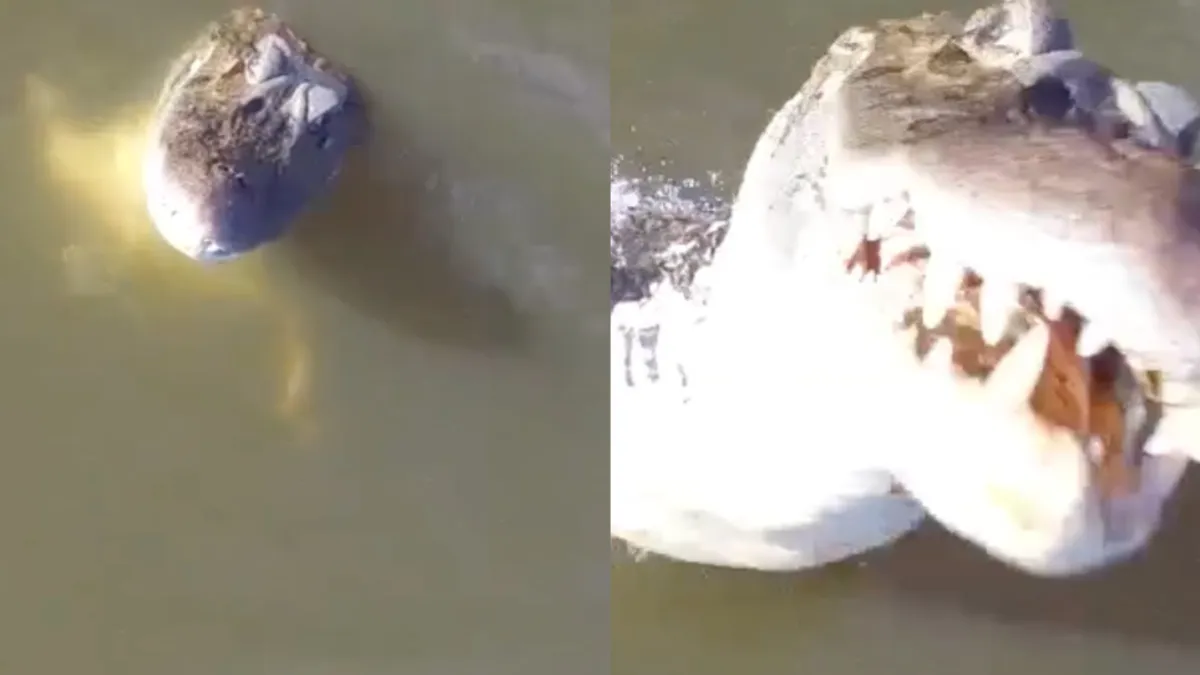 Braziliaanse visser raakt drone kwijt aan alligator