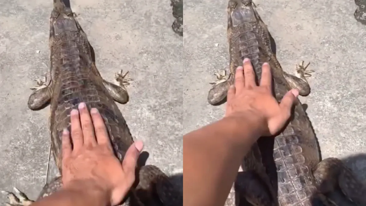 Kleine krokodil is razend snel en houdt niet van aaien