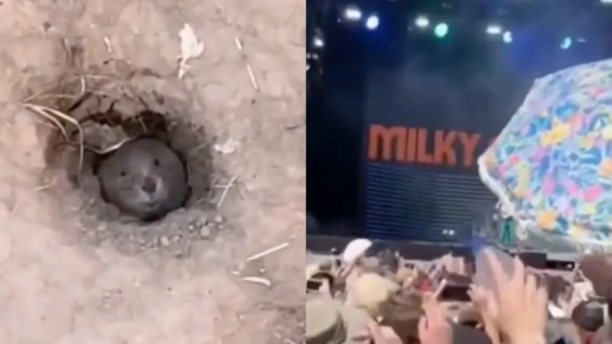 Knaagdier komt ook even kijken tijdens Milky Chance optreden tijdens OpenAir St. Gallen