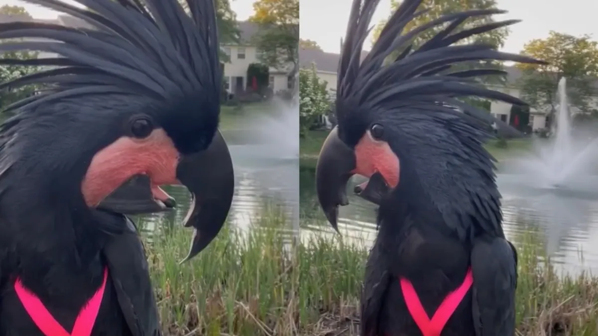 Goed gesprek met zwarte paradijsvogel