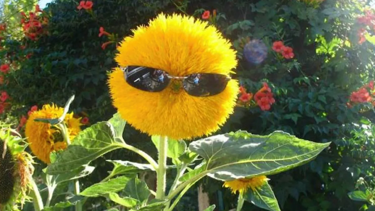 Gewoon een verzameling hilarische foto's #1625