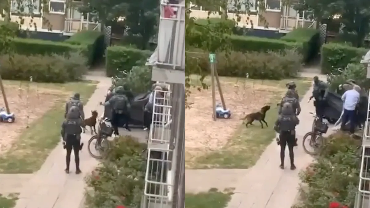 Hond van verdachte rent op lid arrestatieteam af en wordt getaserd