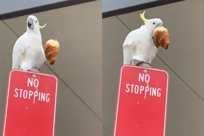 Vogel met croissant heeft een beter leven dan jij