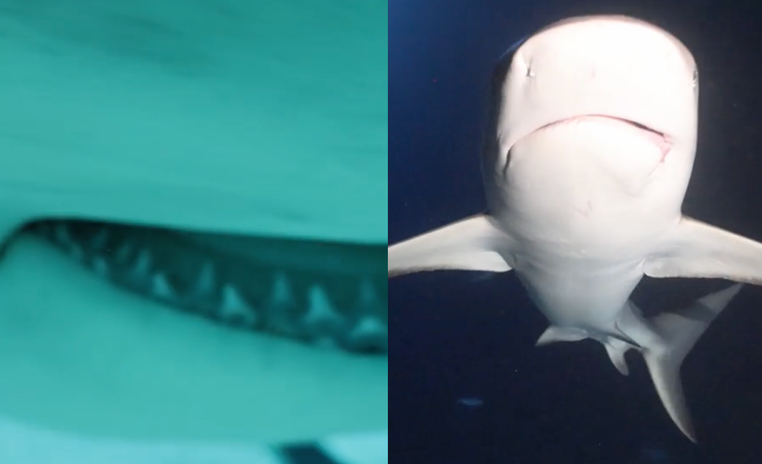 Duiker spot belachelijk veel haaien die niet bepaald schuw zijn