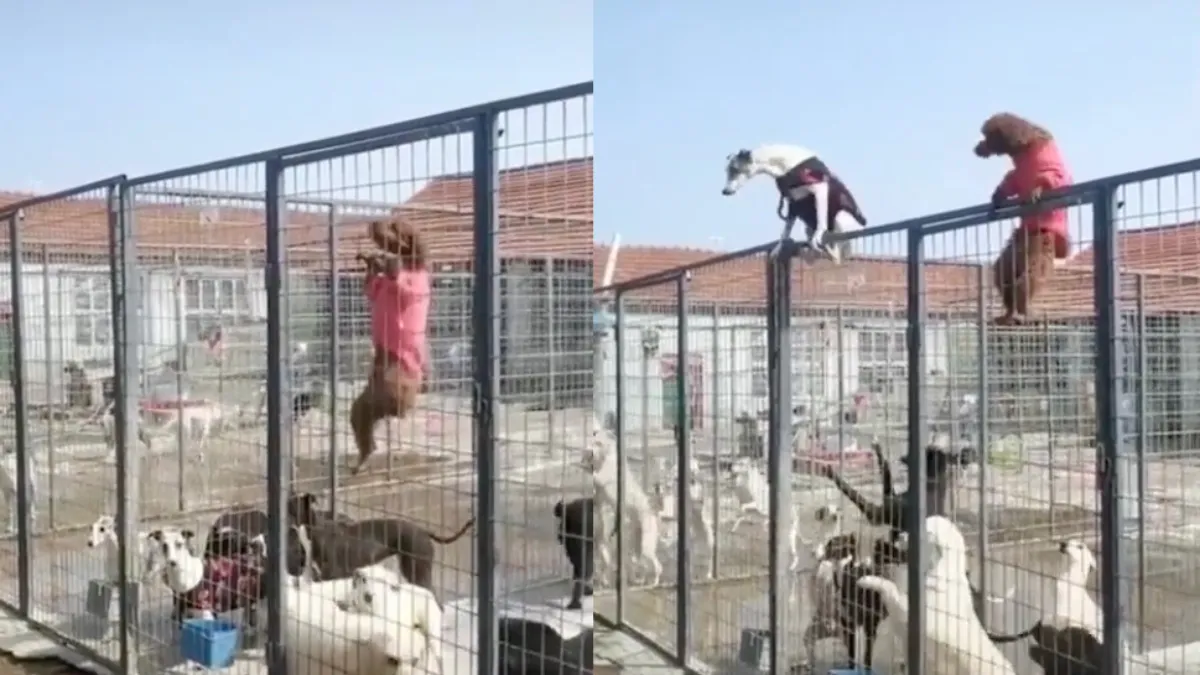 Honden-opstand begint dankzij heroïsche Labradoodle 