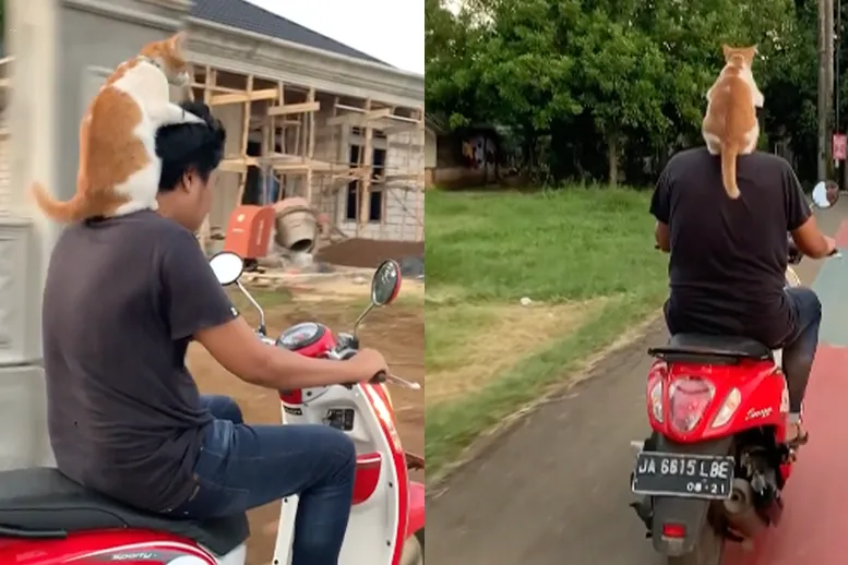 Kat te lui om te lopen en lift met scooter mee