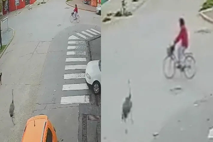 Fietser wordt op straat omver gebeukt door, jawel, een struisvogel