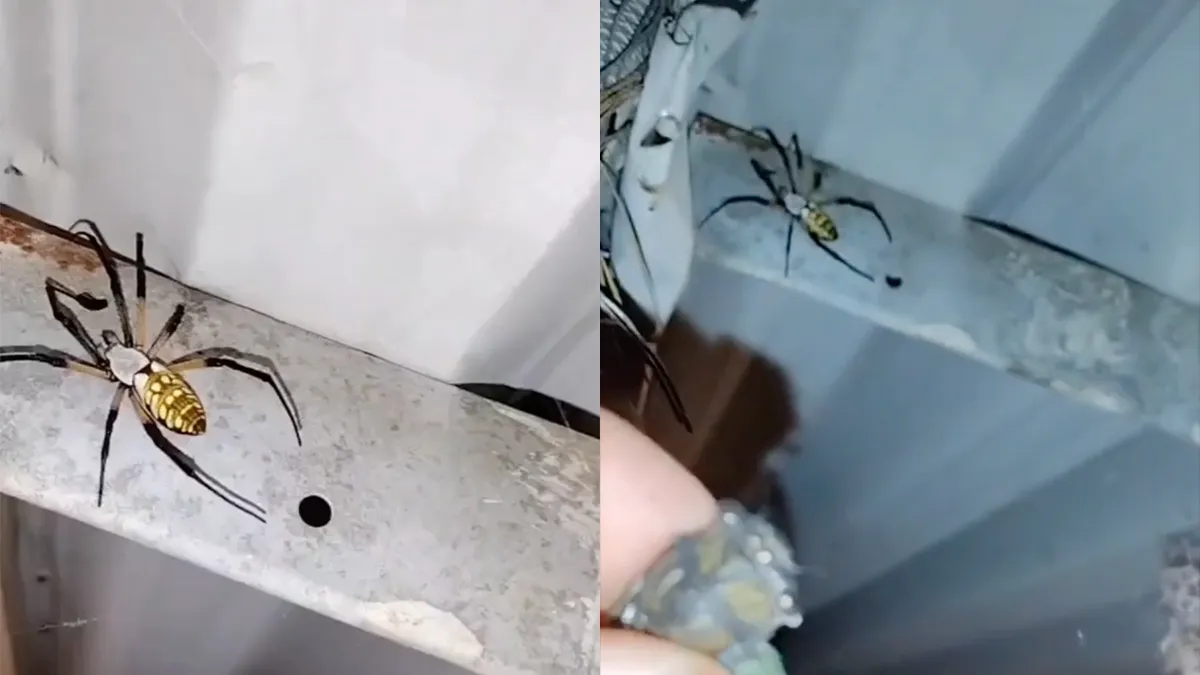 Man voert krekel aan een spin, spin laat snelheid van inpakken zien