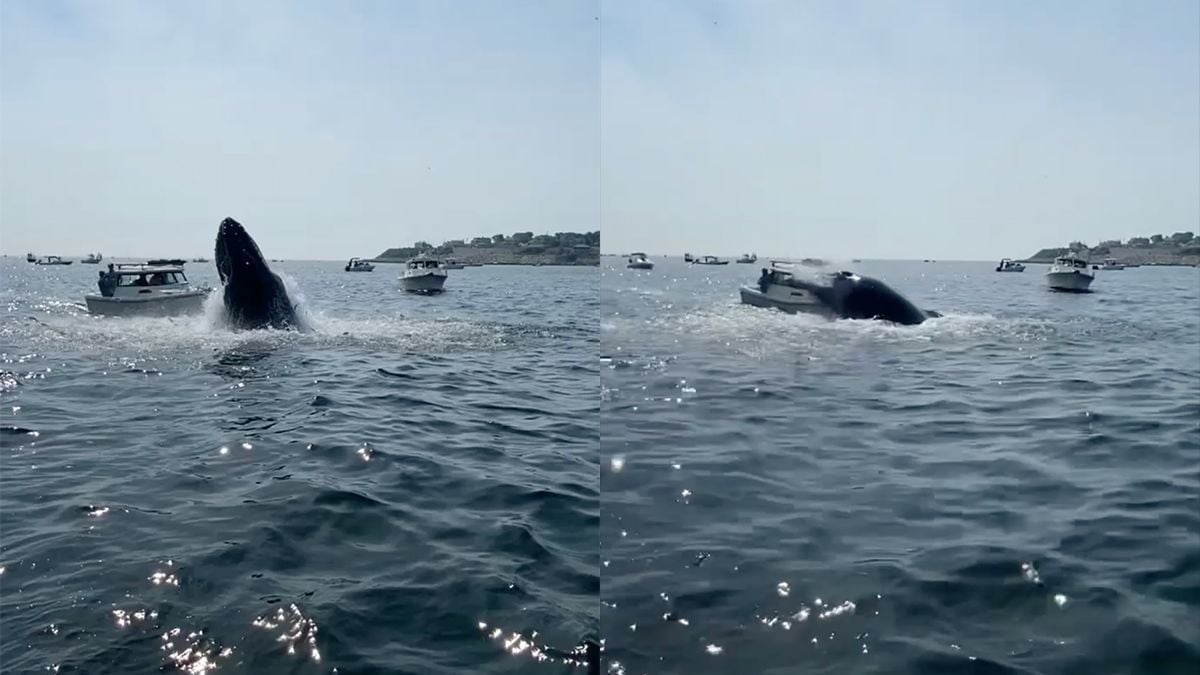 Walvis springt uit water op boot