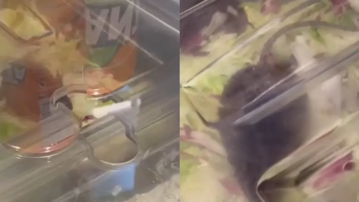 Rat in de sla bij Grieks restaurant Mall of the Netherland