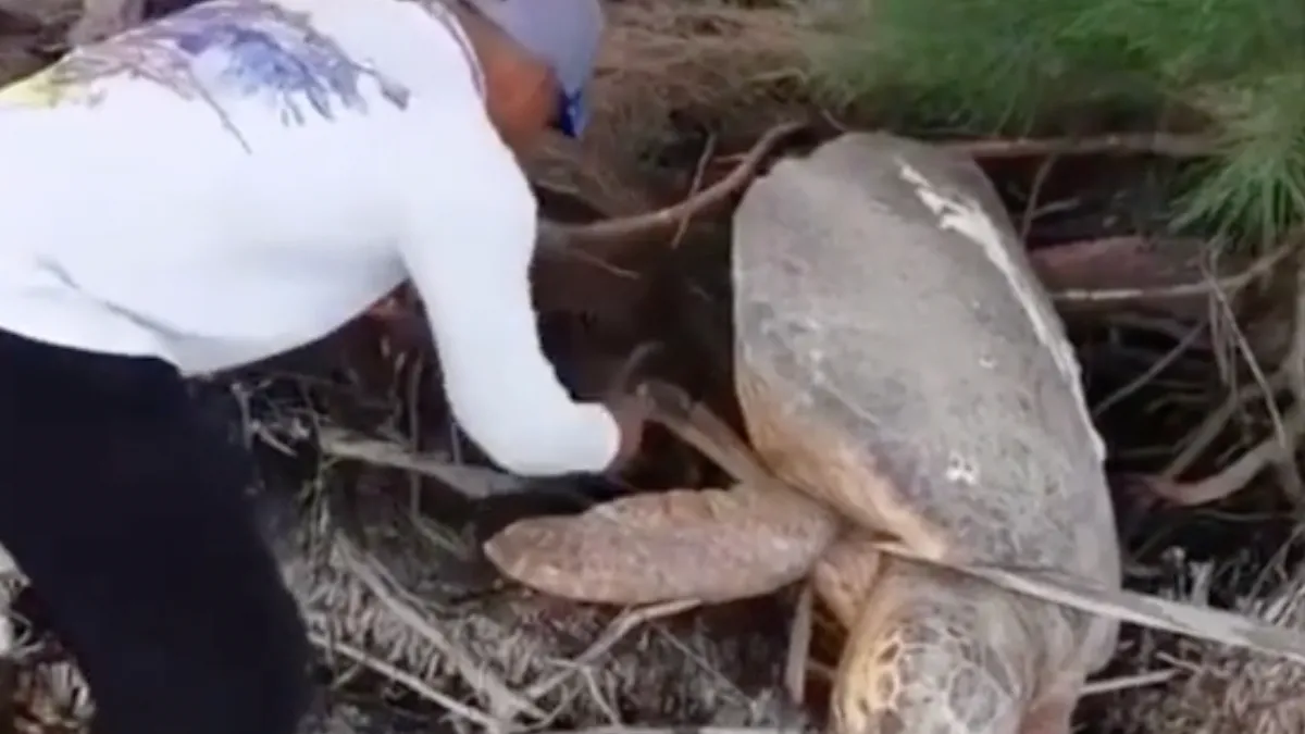 Gigantische zeeschildpad kreeg hulp van held zonder cape